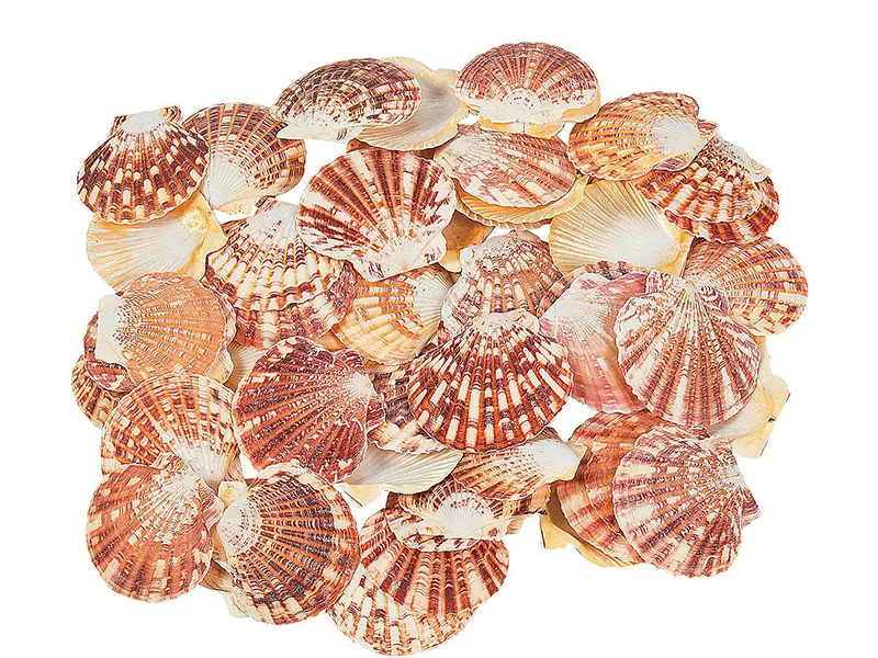 Морска раковина Pecten macarensis