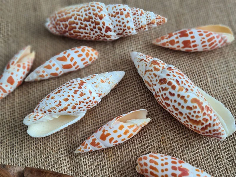 Mitra miter shell
