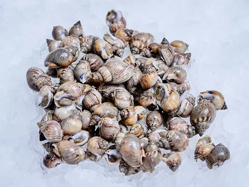 Nassa natural Nassarius
