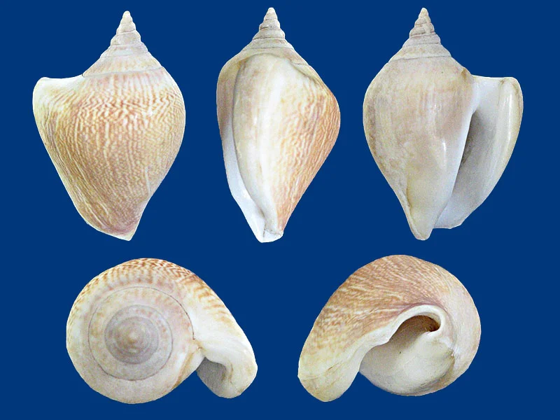 Strombus canarium