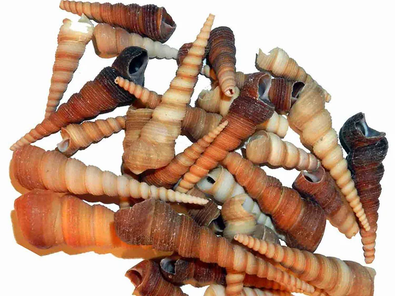 Turritella terebra tower