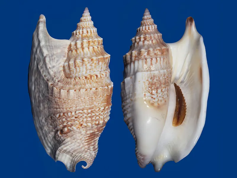 Морска раковина Strombus aurisdianae